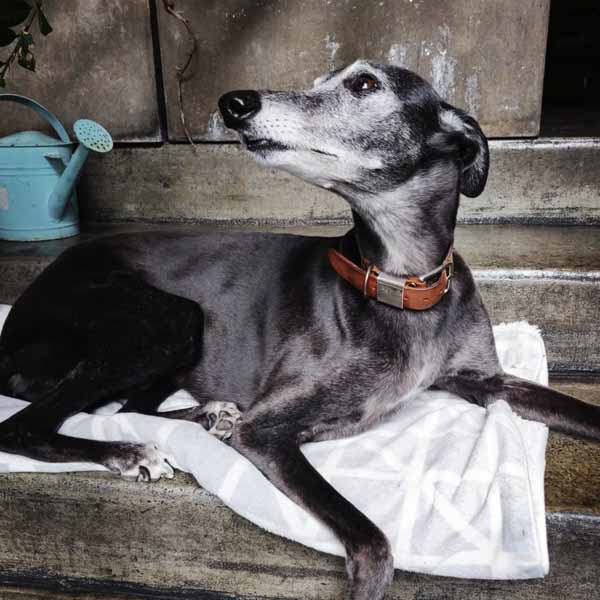 benefits and effects of cbd oil for dogs - australia